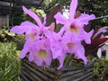 vignette orchide sobralie