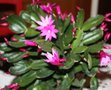 vignette rhipsalidopsis ou cactus de Pques presque en fleurs
