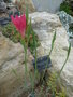 vignette serre alpine gladiolus carmiens prov.cap