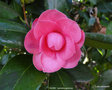 vignette Camlia ' NIOBE ' camellia japonica