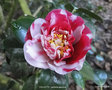 vignette Camlia ' COLLETTII ' camellia japonica