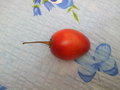 vignette tomate d' arbre-tamarillo
