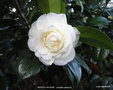 vignette Camlia ' BERTHA RAVENE ' camellia japonica
