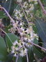 vignette Syzygium cumini