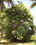 vignette Syzygium cumini