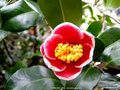 vignette Camlia ' TAMA-NO-URA ' camellia japonica