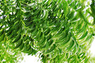 vignette Meliaceae - Azadirachta indica