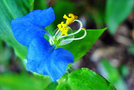 vignette Commelinaceae - Zeb gra - Commelina diffusa