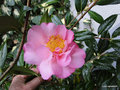 vignette Camlia ' MARY PHOEBE TAYLOR ' camellia hybride williamsii