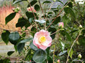 vignette Camlia ' BERENICE BODDY ' camellia japonica