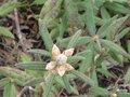 vignette Rhododendron Pubescens au 20 02 10