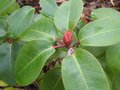vignette Rhododendron williamsianum Roots barrett et ses boutons rouges au 20 02 10