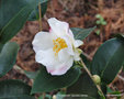 vignette Camlia ' YOIMACHI ' camellia hybride , ( fraterna x sasanqua )