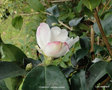 vignette Camlia ' YOIMACHI ' camellia hybride , ( fraterna x sasanqua )