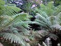 vignette Dicksonia antartica et Cordyline australis