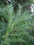 vignette Coriaria myrtifolia