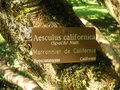 vignette Aesculus californica