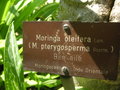 vignette Moringa oleifera = Moringa pterygosperma - Ben ail