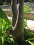 vignette Moringa oleifera = Moringa pterygosperma - Ben ail