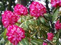 vignette Rhododendron 'President Roosevelt'