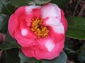 vignette Camellia japonica RL Wheeler au 22 02 10