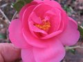 vignette Camellia williamsii inconnu (donation bis?) au 22 02 10
