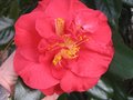 vignette Camellia japonica Grand prix gros plan au 22 02 10