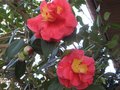 vignette Camellia japonica grand prix au 22 02 10