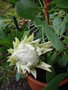 vignette protea cynaroides 'white crown'