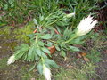 vignette protea cynaroides 'white crown'