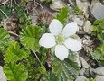 vignette Rubus geoides