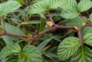 vignette Rubus pentagonus