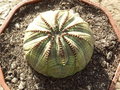 vignette Euphorbia obesa