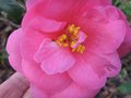 vignette Camellia inconnu1 au 23 02 10