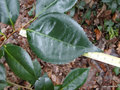 vignette Camélia ou camellia  à grandes feuilles