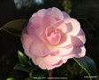 vignette Camlia ' MIMOSA JURY ' camellia hybride williamsii