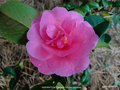 vignette Camlia ' INSPIRATION ' camellia hybride , reticulata x saluenensis