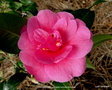 vignette Camlia ' INSPIRATION ' camellia hybride , reticulata x saluenensis