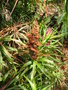 vignette Richea dracophylla
