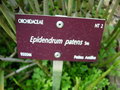 vignette Epidendrum patens - Epidendrum