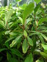 vignette Acalypha integrifolia subsp. marginata