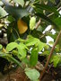 vignette Passiflora eichleriana