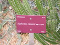 vignette Euphorbia classenii