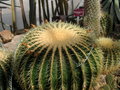 vignette Echinocactus grusonii - Coussin de belle-mre, Cactus oursin