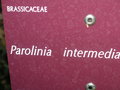 vignette Parolinia intermedia