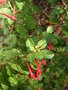 vignette Fuchsia cylindracea