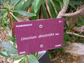 vignette Limonium dendroides