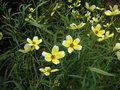 vignette Bidens aurea 'Hannay's Lemon Drop' fleur= Bidens heterophylla 'Hannay's Lemon Drop'