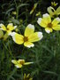 vignette Bidens aurea 'Hannay's Lemon Drop' fleur= Bidens heterophylla 'Hannay's Lemon Drop'