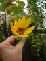 vignette Helianthus strumosus - Hlianti en fleur